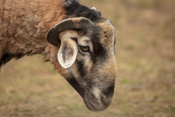 Portrait of a ram in a pasture