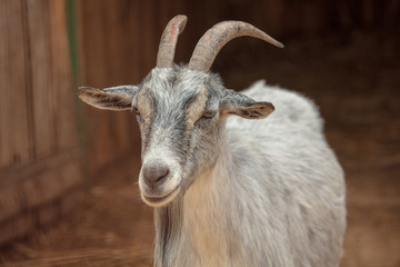 Portrait of a ram in a pasture