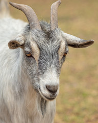 Portrait of a ram in a pasture