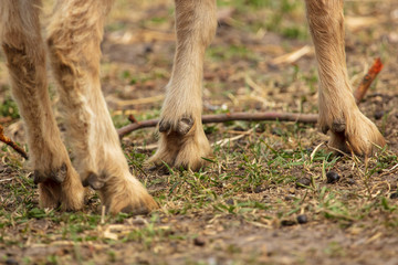 hooves at the ram on the ground