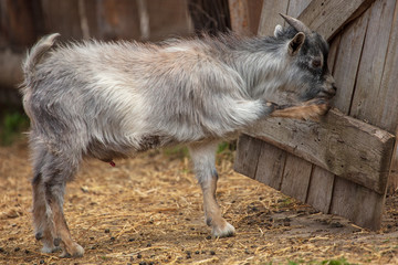 The ram goes to the fence on the farm