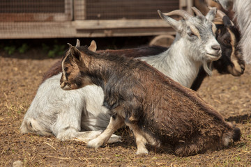 Two sheep in the pen on the farm