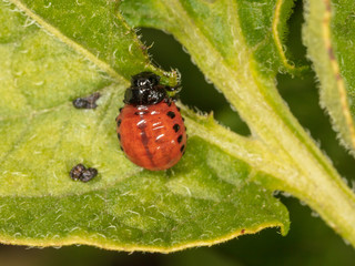 Red colorado beetle on the leaves of potatoes
