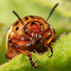 Red colorado beetle on the leaves of potatoes