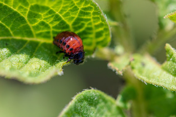 Red colorado beetle on the leaves of potatoes