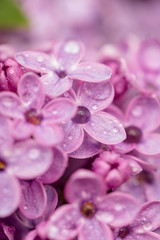 Obraz premium Dew drops on the flowers of lilac