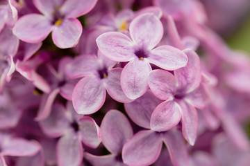 Flowers on a branch of lilac in nature
