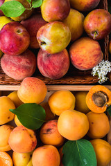 Fresh ripe apricots and plums on black wooden background. Copy space
