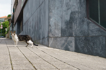 A spotted cat on the city street