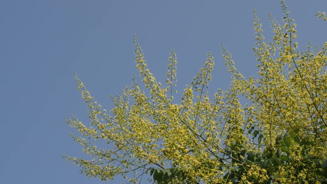 Blue sky and Goldenrain tree Koelreuteria paniculata with bees 4K footage