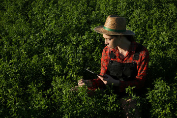 Young farmer or agronomist woman examine the clover field
