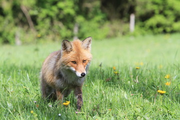 Renard à la chasse aux campagnols