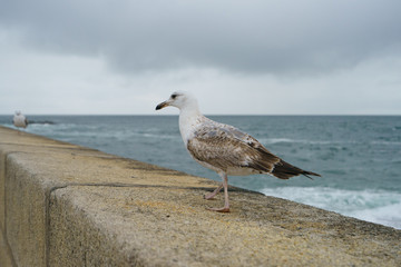 A seagull on the embankment