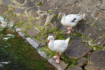 Two white wild geese are going to the river