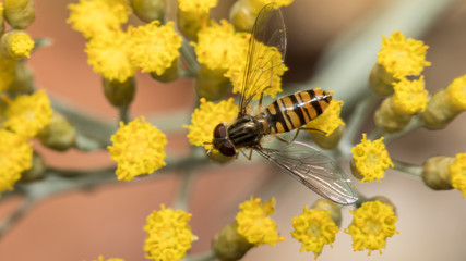 Schwebfliege auf gelber Blüte