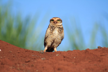 owl