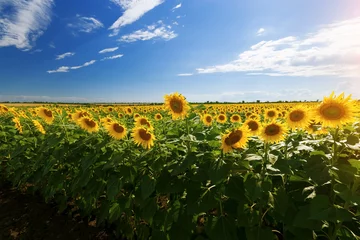 sunflower field summer landscape / bright summer day sunflowers absorb sunlight
