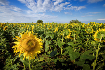 sunflower field summer landscape / bright summer day sunflowers absorb sunlight
