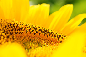 sunflower head large / bright summer photo with shallow depth of field
