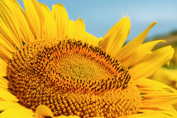 sunflower head large / bright summer photo with shallow depth of field