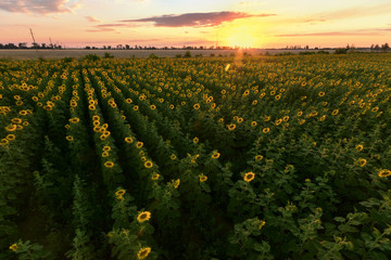 sunflower sunset with height / vivid sunset view on the field from a height