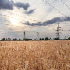 power line bright summer day / ripe wheat bright summer landscape agriculture