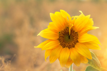 Obraz premium Sunflower flower close-up / evening photo nature at dusk field of ukraine