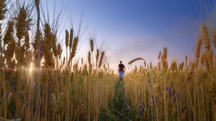 man in wheat field sunset / quiet sunset agriculture