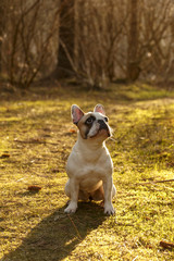 Mollie French Bulldog