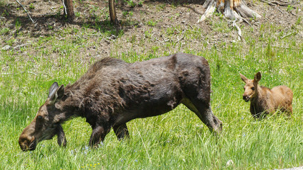 Moose calf baby mother