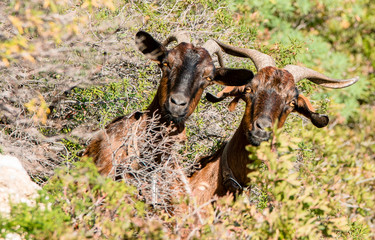 Zwei Ziegen in den Bergen von Sardinien sieht in die Kamera