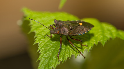 Wanze auf einem Blatt
