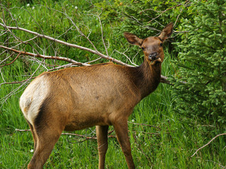 elk cow colorado