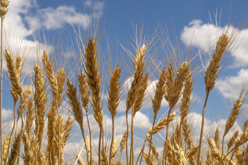 Wheat field. Ears of golden wheat close up. Beautiful Nature Sunset Landscape. Rural Scenery under Shining Sunlight. Background of ripening ears of wheat field. Rich harvest Concept. Label art design