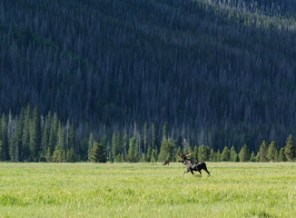 bull moose velvet rack antlers