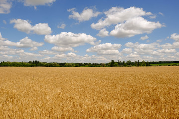 Wheat field. Ears of golden wheat close up. Beautiful Nature Sunset Landscape. Rural Scenery under Shining Sunlight. Background of ripening ears of wheat field. Rich harvest Concept. Label art design