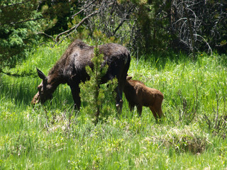 moose bull cow calf calves 