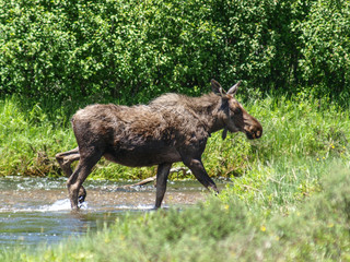 moose bull cow calf calves 