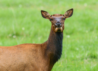elk bull bugle cow calf