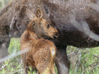 moose bull cow calf calves 