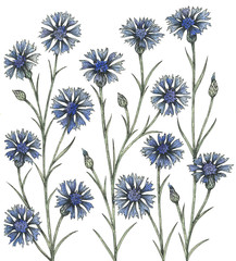 cornflower