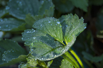 The sun-drenched leaf of a garden strawberry, covered with morning dew.