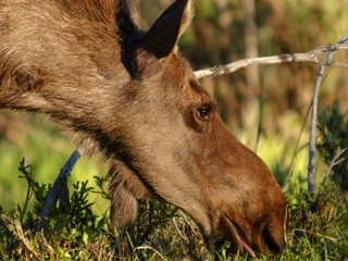 moose bull cow calf calves 