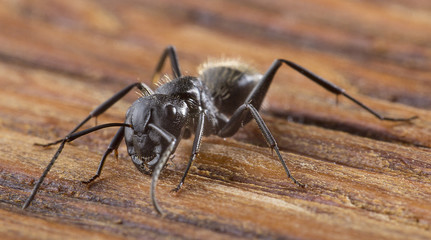 Ant on an old wooden background close-up