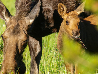 moose bull cow calf calves 