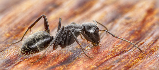Ant on an old wooden background close-up