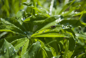 Abundant morning dew on sun-drenched leaves of a plant