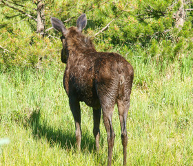 moose bull cow calf calves 