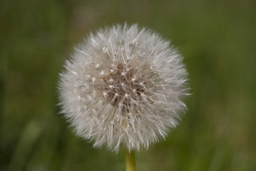 Fluffy dandelion with mature seeds, whole. Close-up.