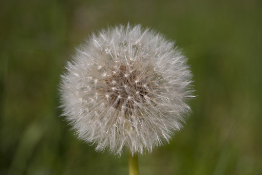 Fototapeta Fluffy dandelion with mature seeds, whole. Close-up.